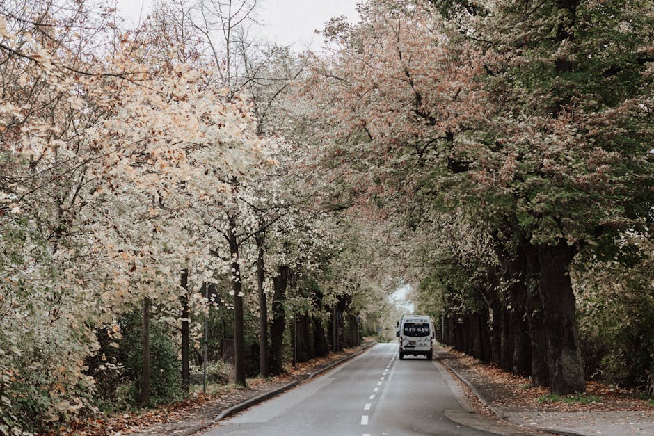 A white van parked on a narrow residential street during daylight, with the vehicle positioned near the centre of the road. The street is lined with mature trees that have light-colored blossoms and dense green foliage, creating a natural arch over the tarmac surface. The road features a dashed white line running down the middle, indicating a two-way route. A low fence is visible on the left side behind the trees, and the ground is strewn with fallen leaves and petals. The scene appears calm and quiet, with the van possibly involved in home relocation or furniture transport as part of a professional removal service. This setting aligns with the typical environment where Man with Van Ruxley would carry out packing, loading, or moving activities, especially in residential areas surrounded by greenery.