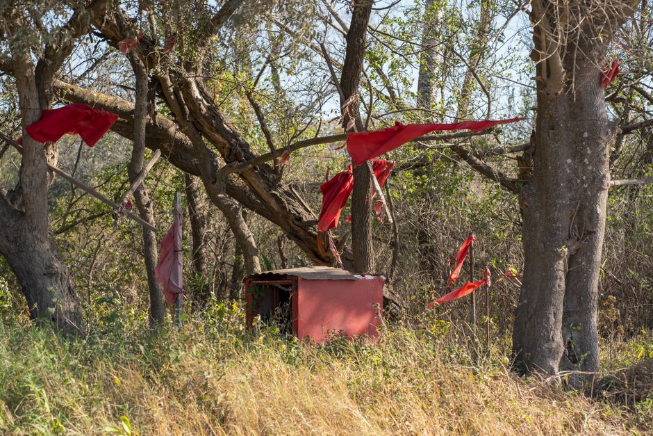 A small, red electrical cabinet with its door open is situated among tall grass and wild bushes in a wooded outdoor area. Several red fabric strips are tied to the branches of surrounding trees, some hanging loosely and others fluttering in the breeze. The scene is illuminated by natural daylight, with sunlight filtering through the trees, casting shadows on the ground. The background features multiple leafless and sparse trees, indicating an early spring or late autumn setting. This outdoor setting depicts a scene unrelated to home relocation or furniture transport, emphasizing the natural environment and generic objects like the electrical cabinet and fabric strips, with no visible signs of moving activity.